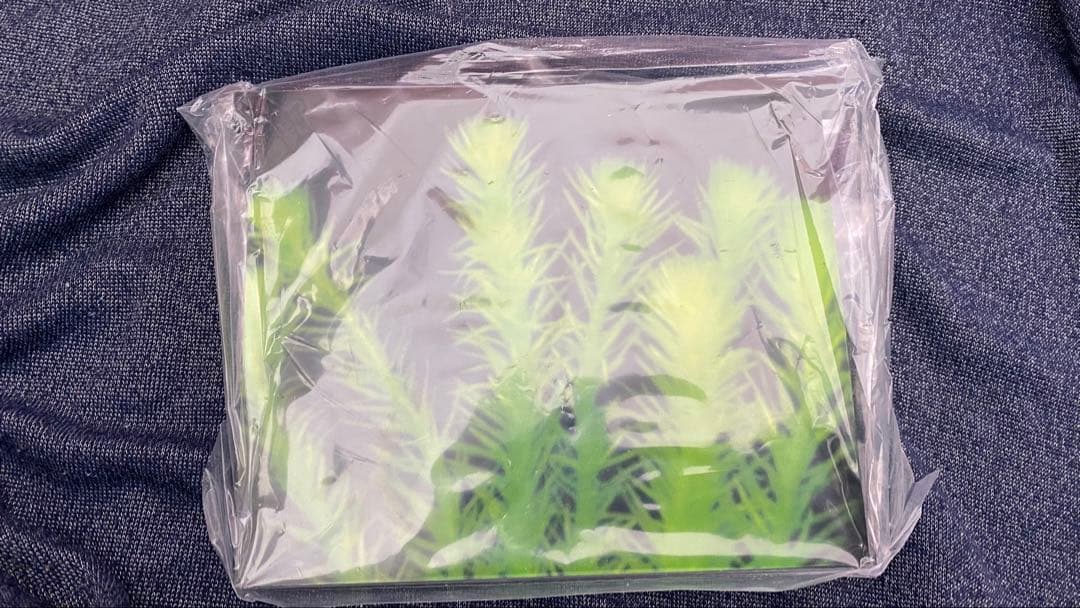 五藤めだか様　横見　選別ケース　2個セット(プレート付き)