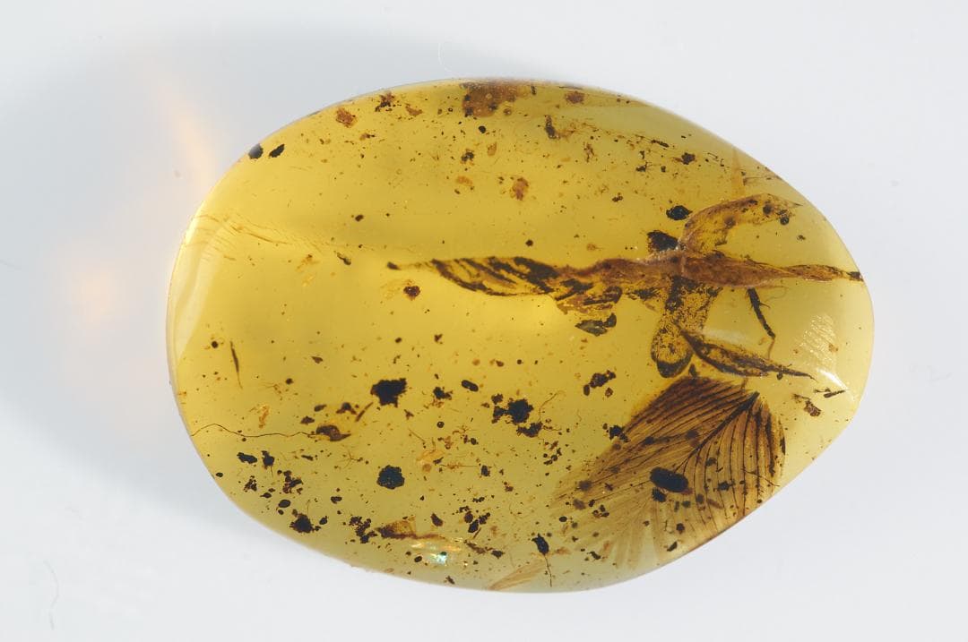 レア極上品 PA0060虫入り琥珀化石　ミャンマーカムティかタナイ9900万年前