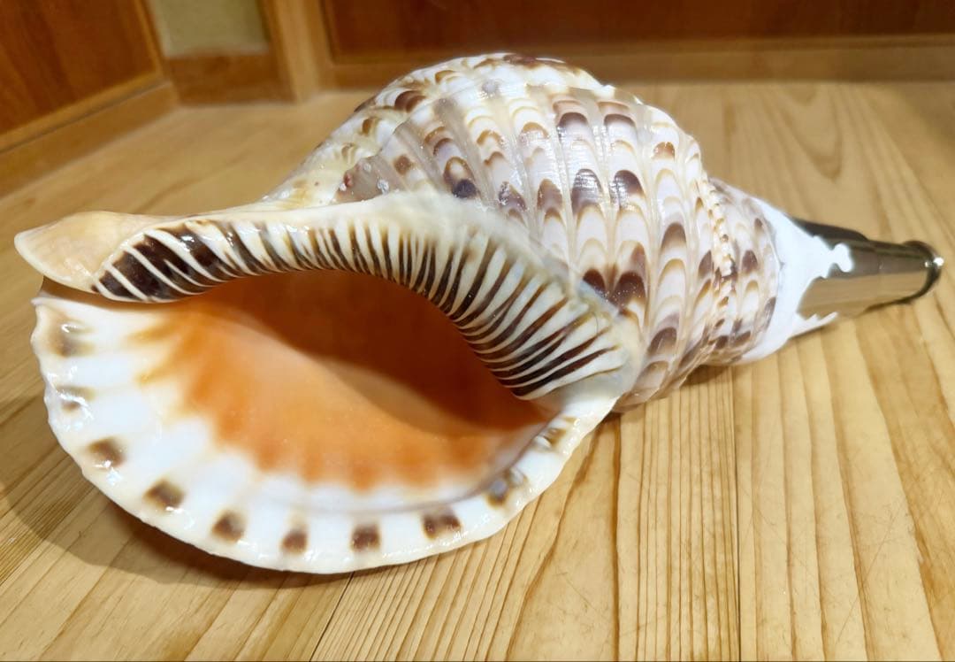 修験道法螺貝　山伏　熊よけ　密教　魔除け❣️ホラガイ　ほら貝