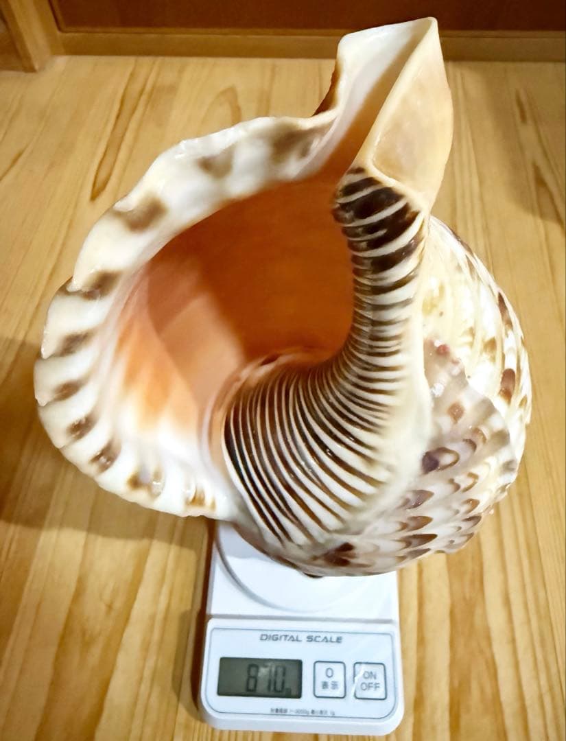 修験道法螺貝　山伏　熊よけ　密教　魔除け❣️ホラガイ　ほら貝