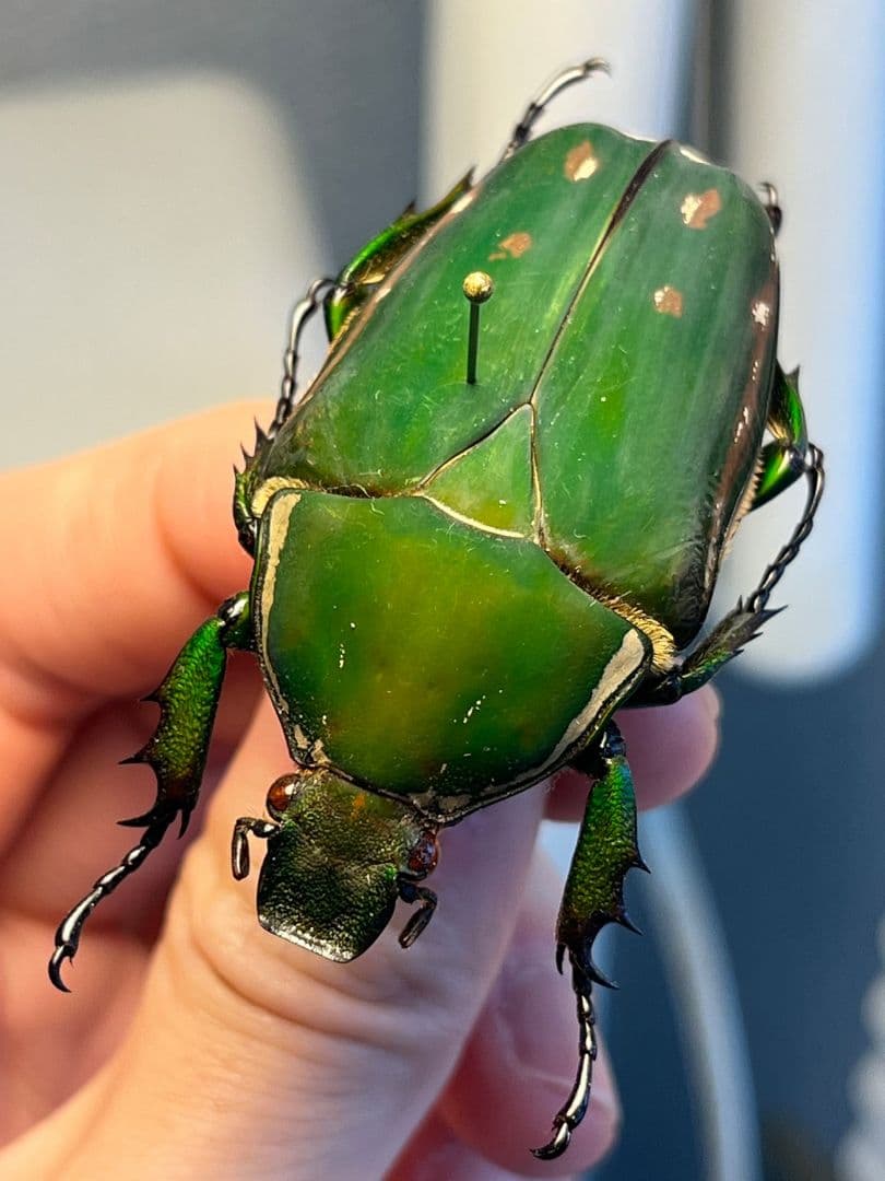 【属内最大種】クビワオオツノハナムグリ カナブン ゴライアスオオツノ 標本