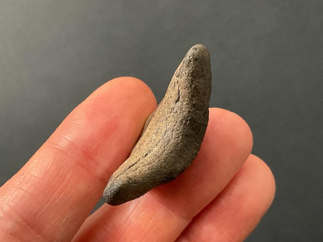 メガロドン 化石 [MG218] サメ 歯