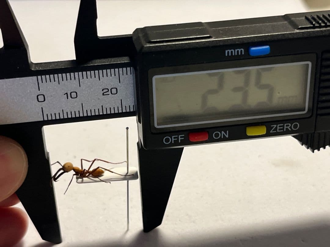 【14mm】グンタイアリ 標本 パラポネラ ソルジャーアントEciton sp.