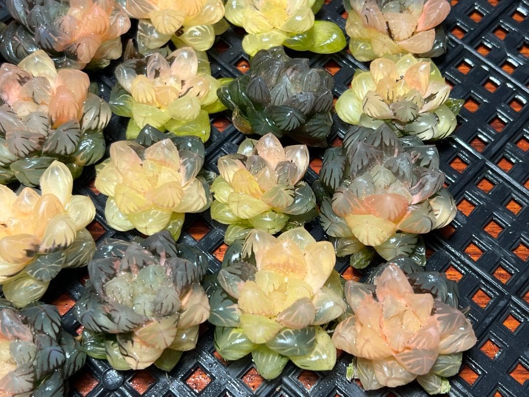 エ*カ様 9 多肉植物 ハオルチア　オブツーサ錦 水中月錦 糊斑 鮮明錦 25株