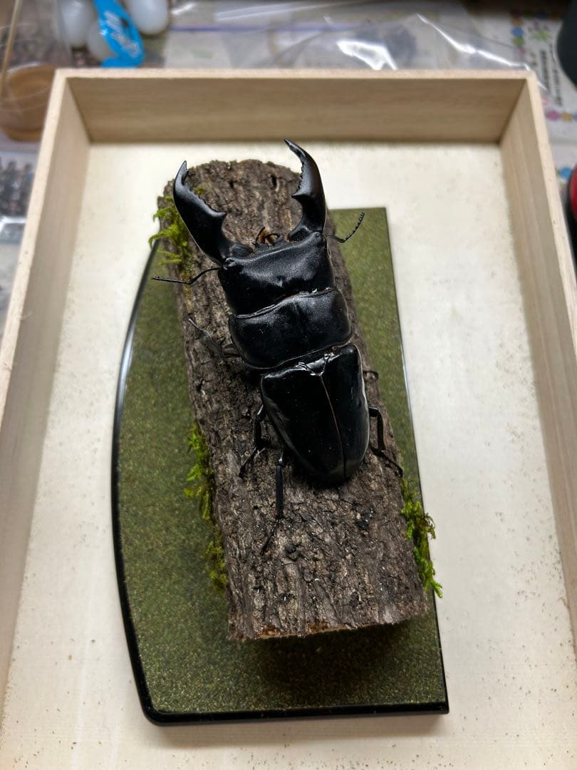 マ*チ様 昆虫標本　LIVE標本　スマトラオオヒラタ 106.4mm