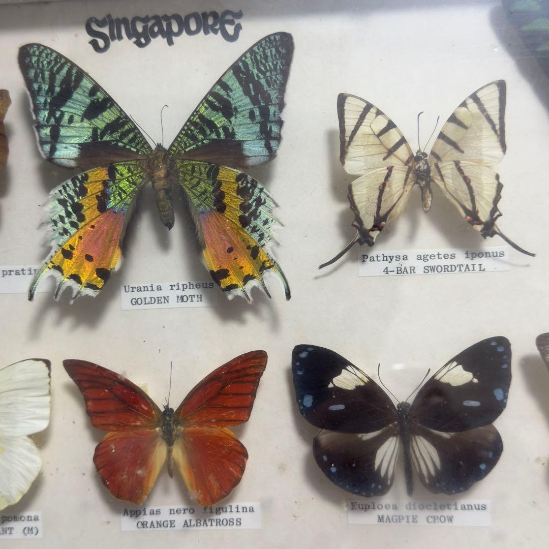 蝶 標本 額入り 22種　モルフォ　等　昆虫標本 蝶標本 まとめ売り