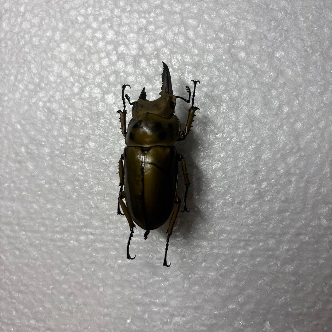 ババオウゴンオニクワガタ 標本 雌雄モザイク