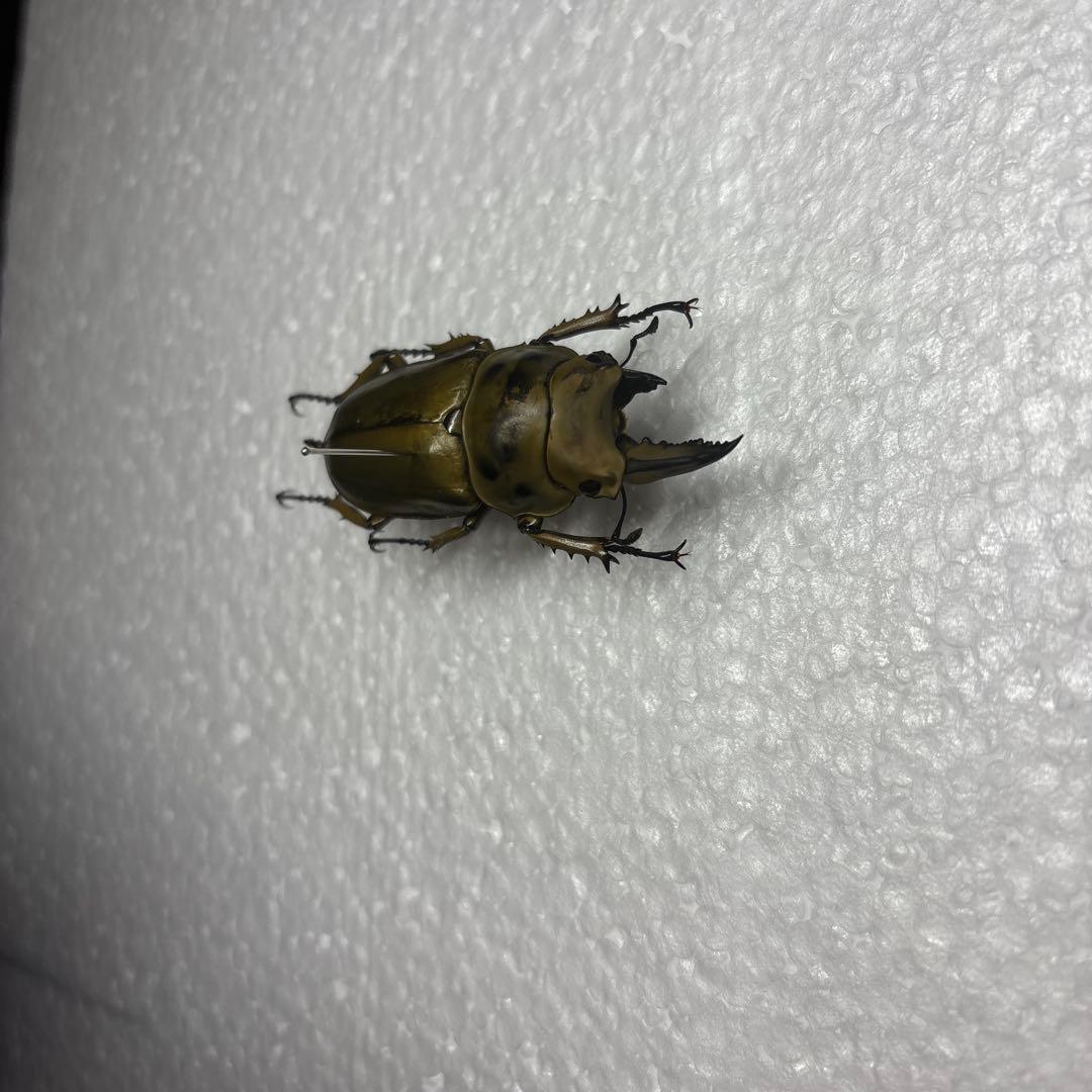 ババオウゴンオニクワガタ 標本 雌雄モザイク