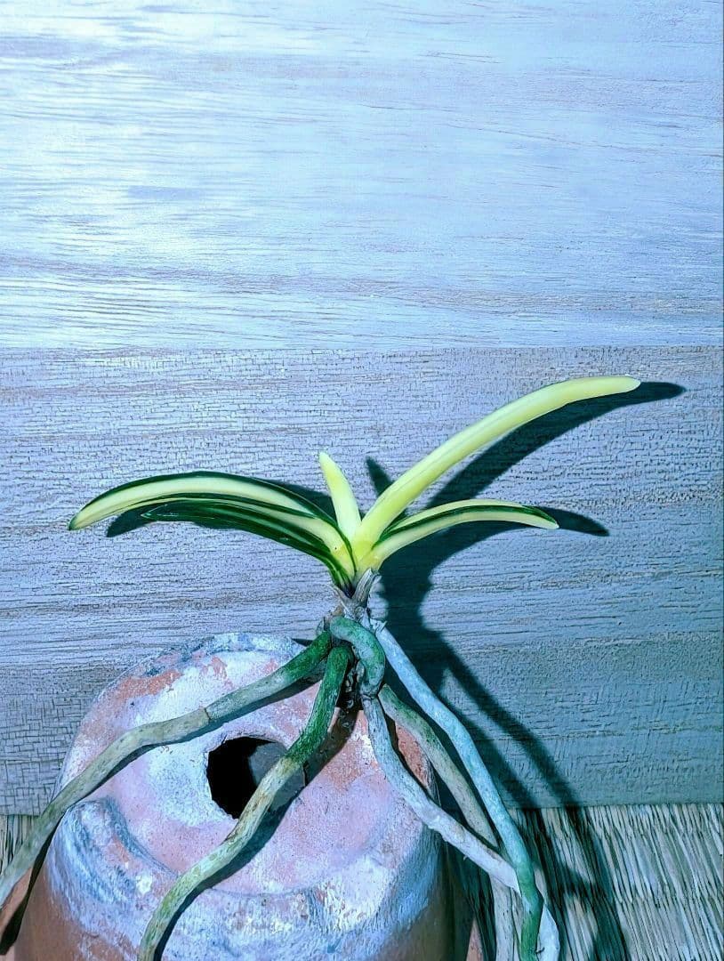 [年末大感謝祭東京土産編激安!!]富貴蘭　真砂系白牡丹