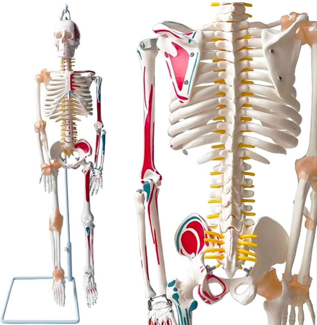85CM 人体骨格模型 ソフトブラス 吊り下げタイプ　半身可動