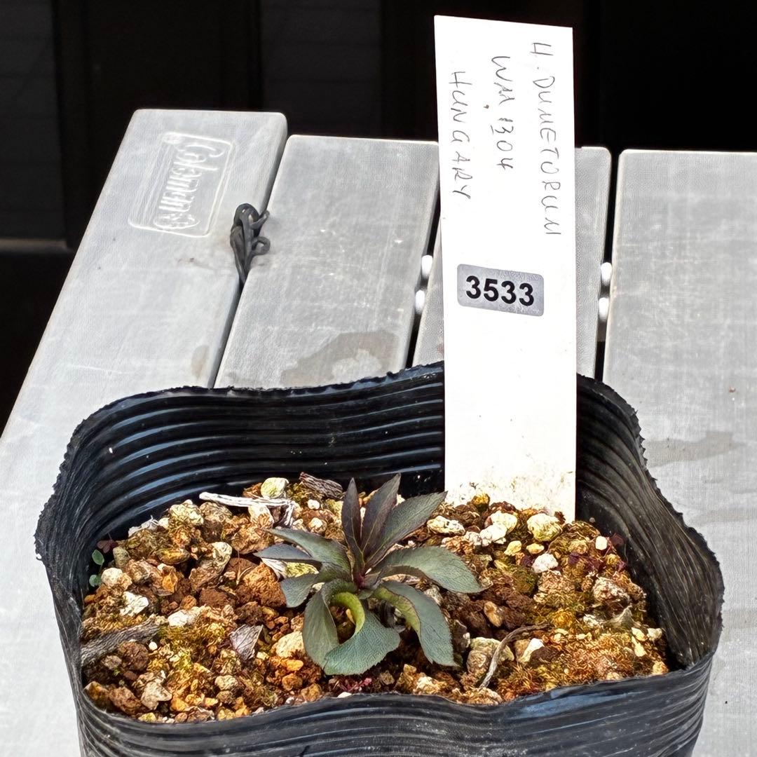 よ*ん様 3533☘️限定一株☘️直筆タグ付き☘️超希少☘️⭐️WM原生地採取⭐