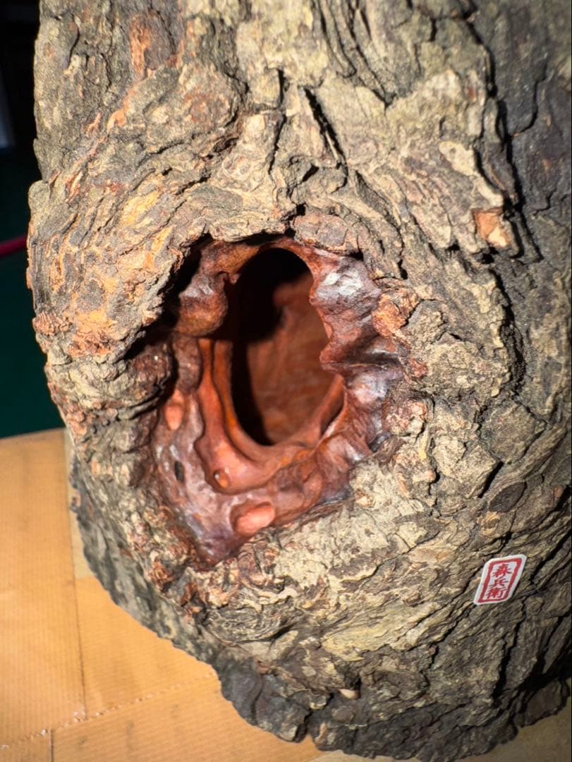 三本木　森兵衛A+Ω クラフトウッド　「クワガタ」