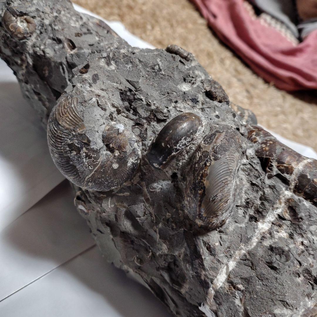 アンモナイト化石