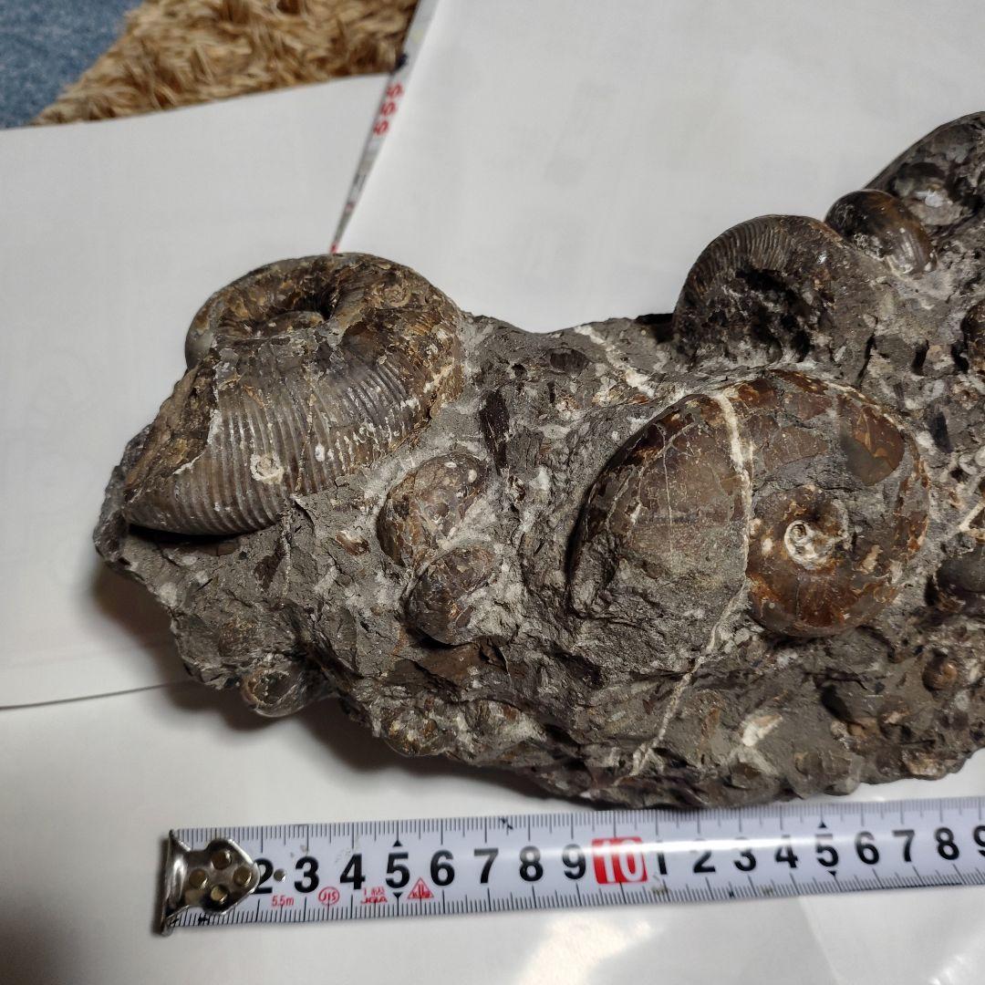 アンモナイト化石