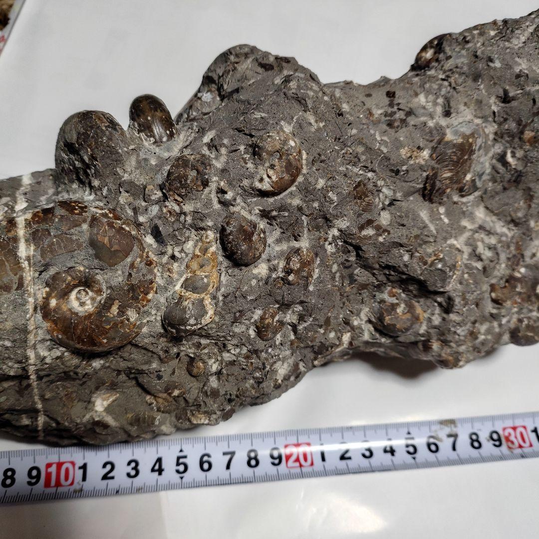 アンモナイト化石