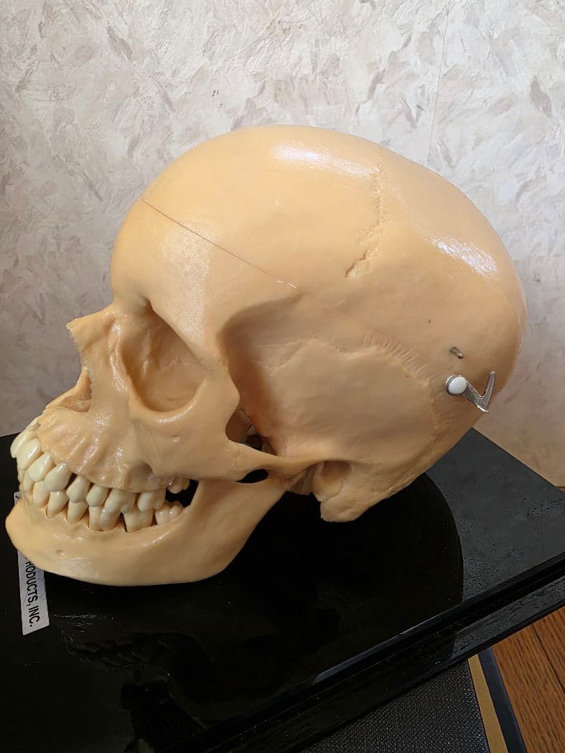 NISSIN DENTAL 頭 歯 模型 アンティーク ガイコツ