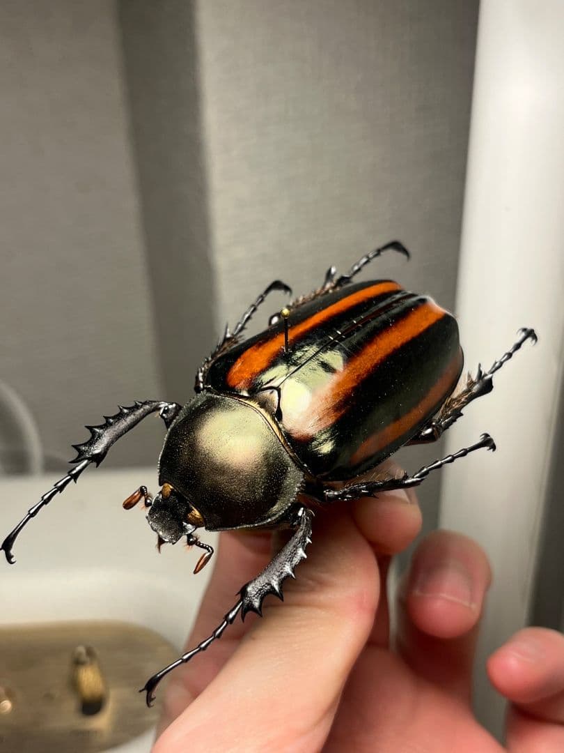 【手長黄金最高峰】セスジドウナガテナガコガネ ♀標本 プラチナコガネ