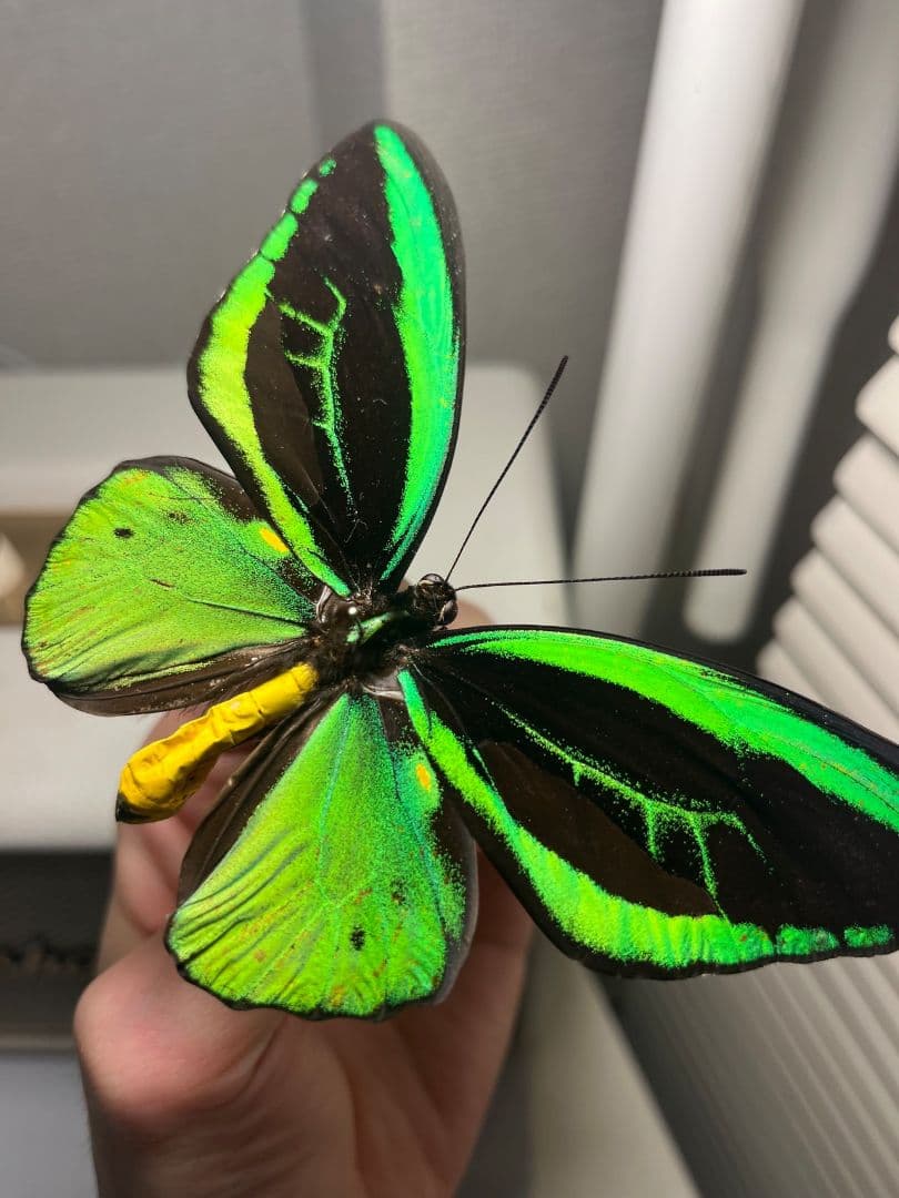 ミドリメガネトリバネアゲハ 展翅標本 外国産蝶標本 標本 蝶 採集品 アカエリ