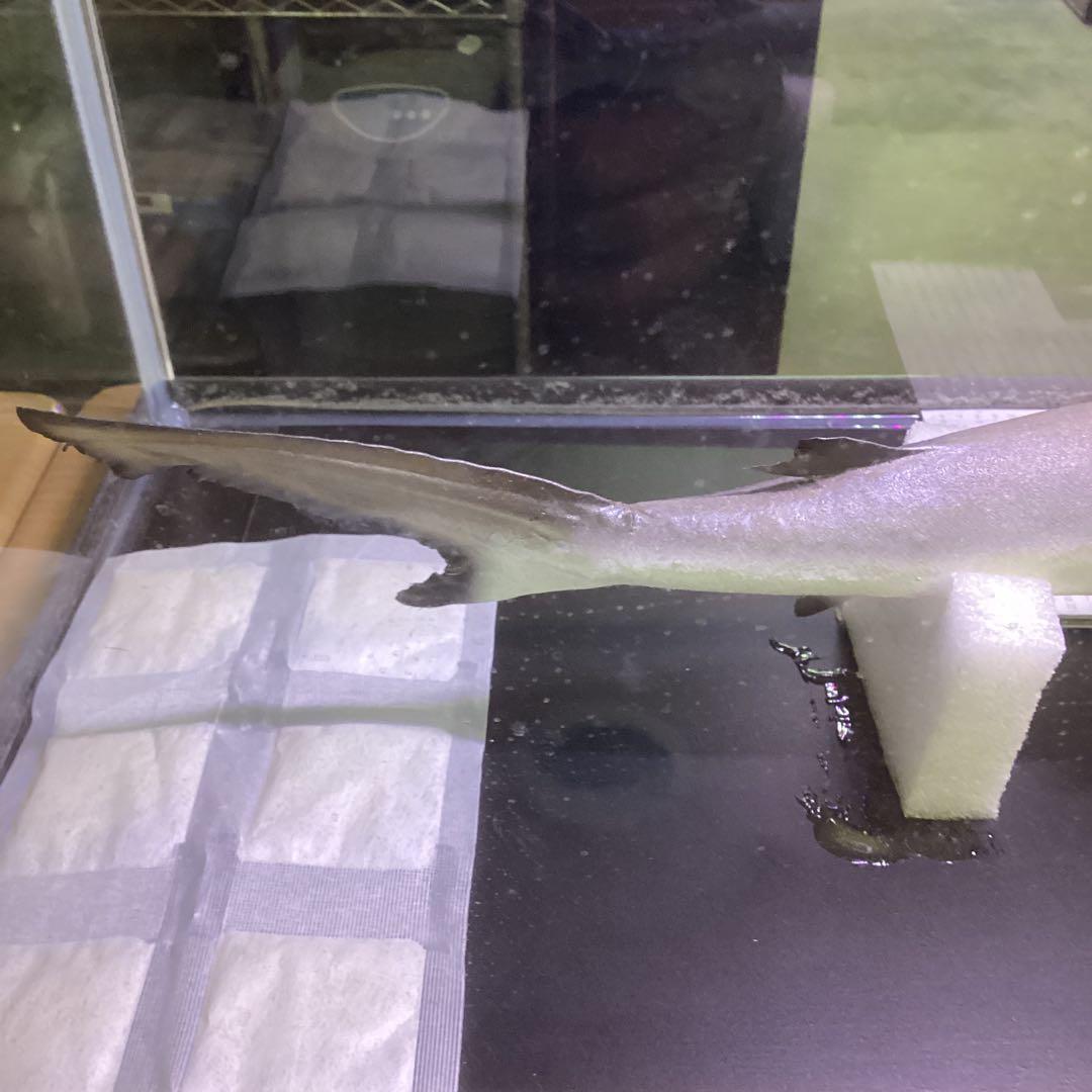 剥製魚 ブラックチップシャーク ツマグロ 50cm