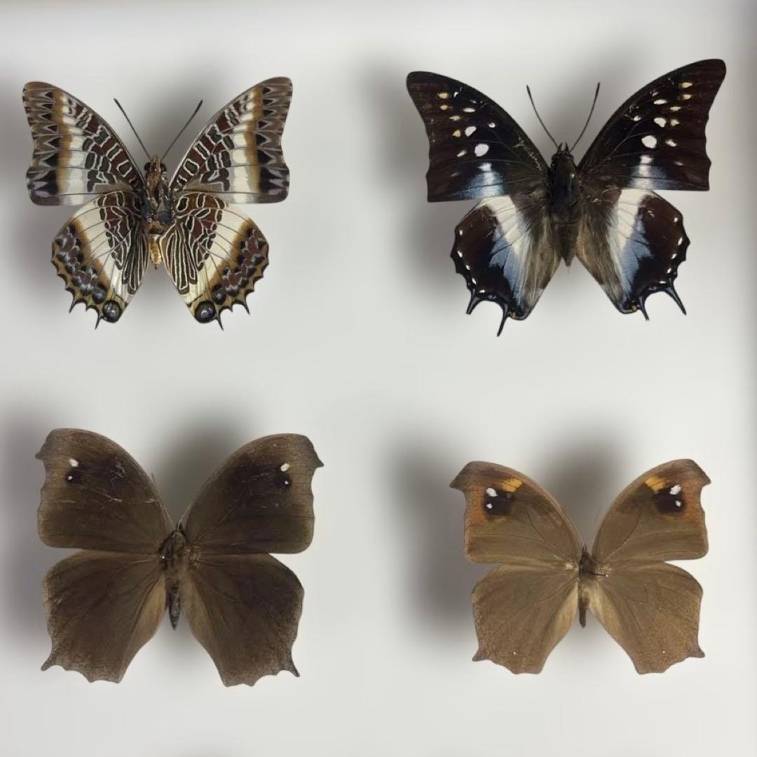 蝶標本、16匹 UV防止膜ドイツ箱