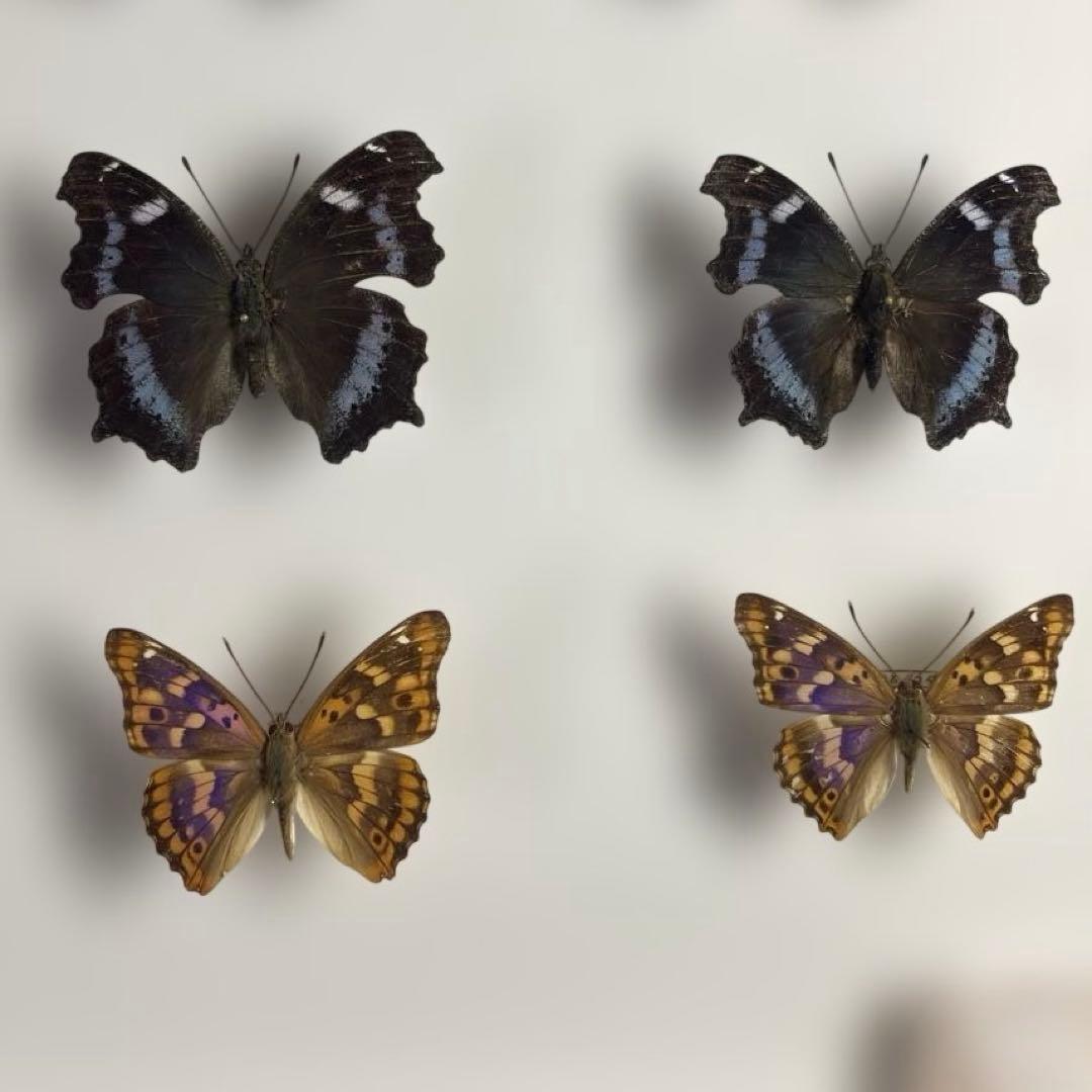 蝶標本、16匹 UV防止膜ドイツ箱