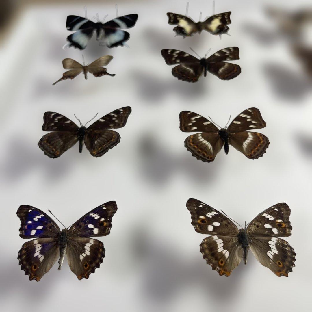 蝶標本、16匹 UV防止膜ドイツ箱