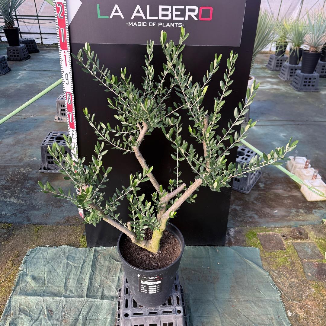 T*a様 【AL1167】オリーブの木　ルッカ　古木