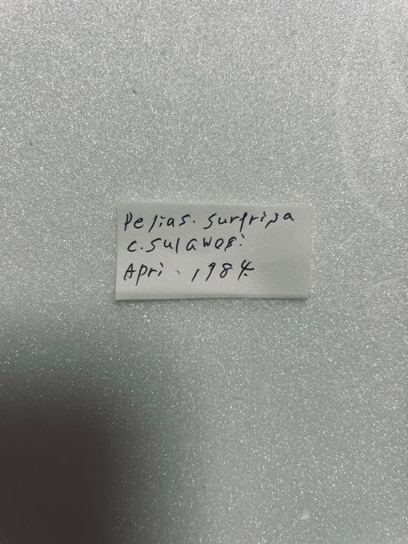 【別売り可能】Deliasカザリシロチョウ（スラウェシ島、オス表裏セット）