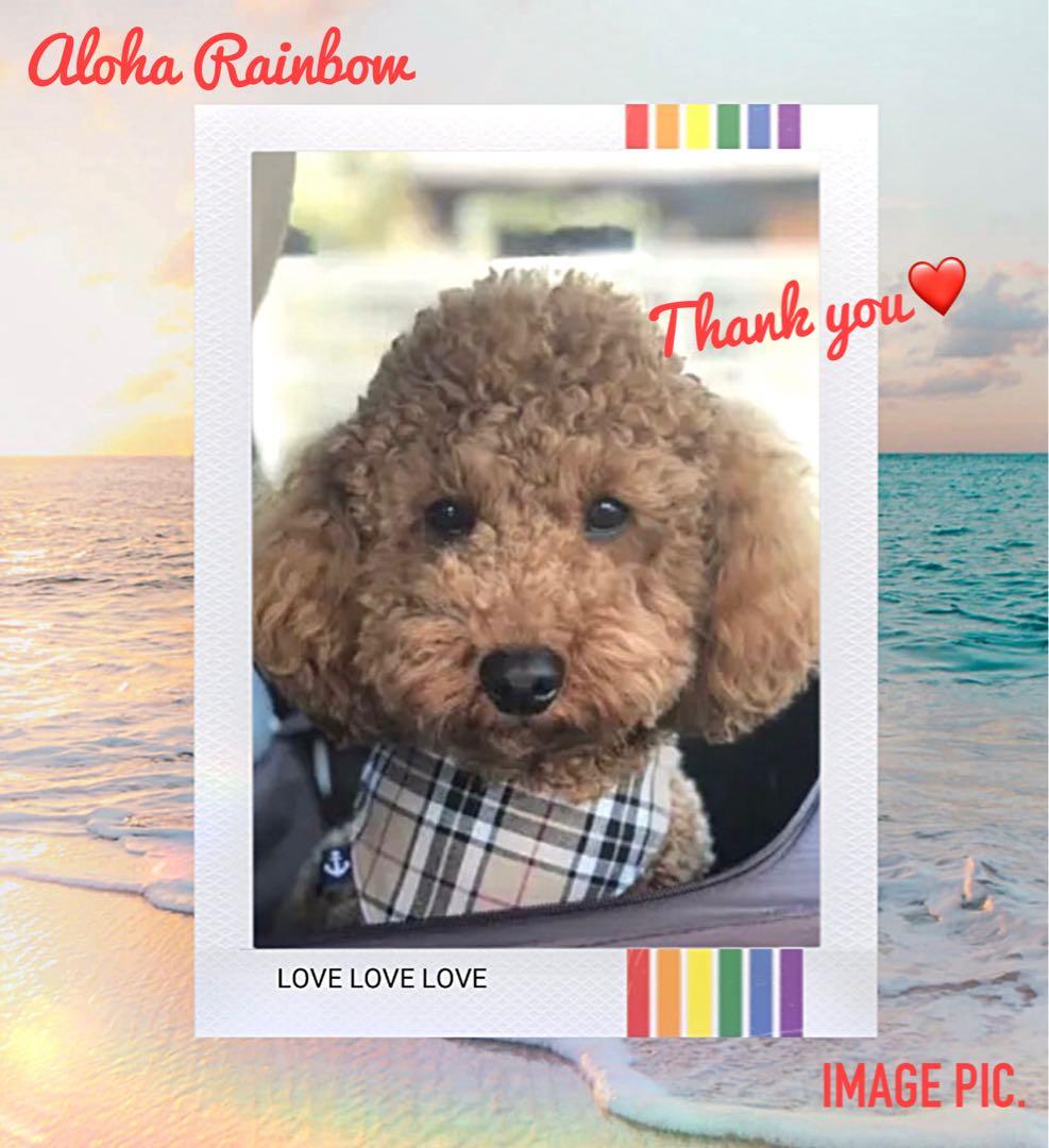 No.3148☘️ 犬猫用 バンダナ XSサイズ チェック ブラックウォッチ