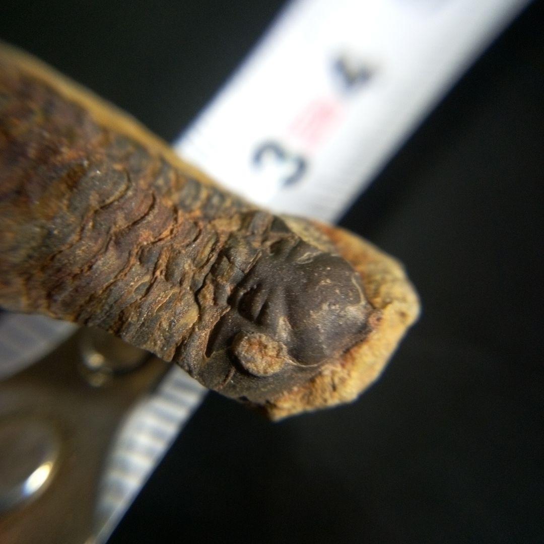 三葉虫　化石　fossil　海　ボリビア産　trilobite　海生動物判別②