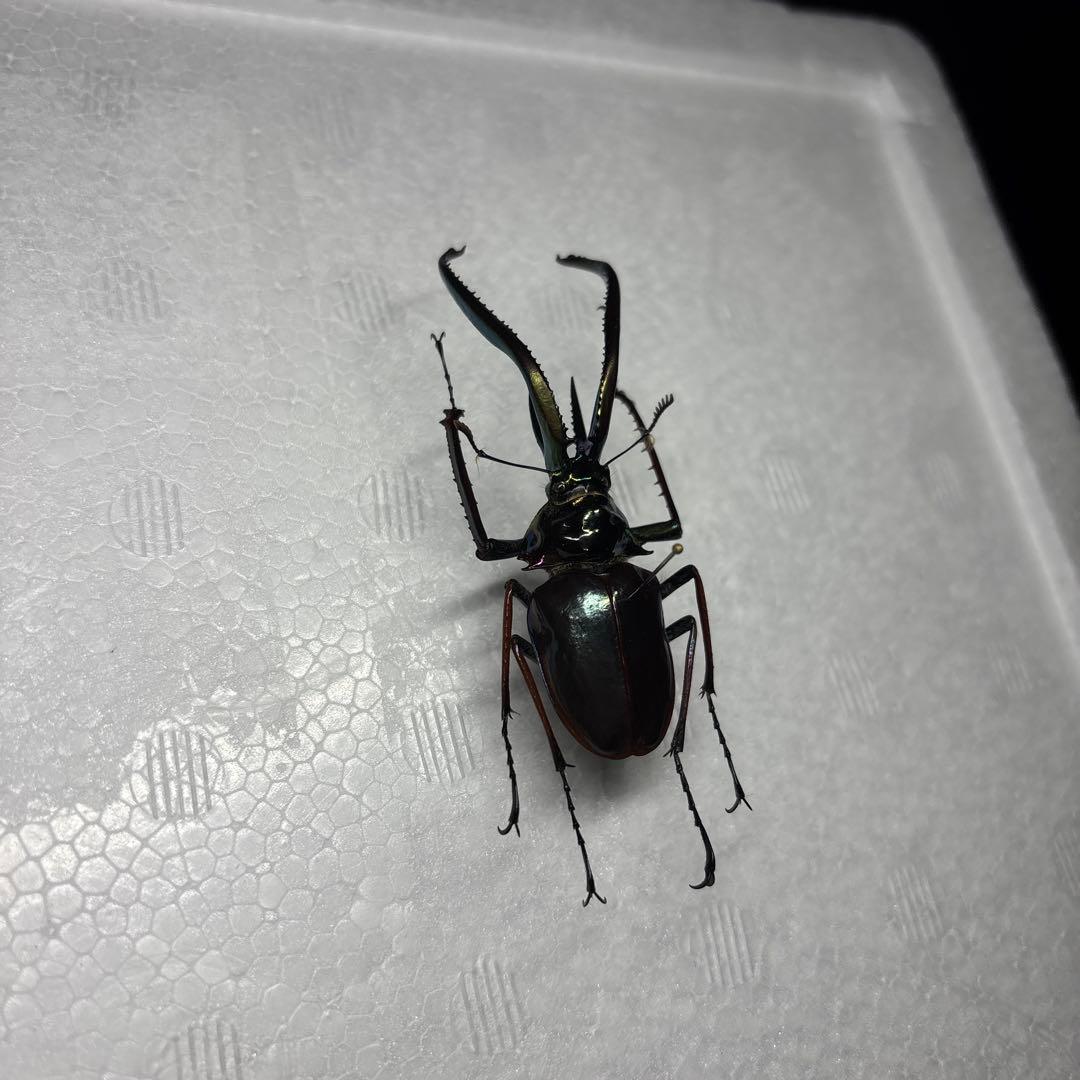 ホロメタリクス　チリクワガタ　標本