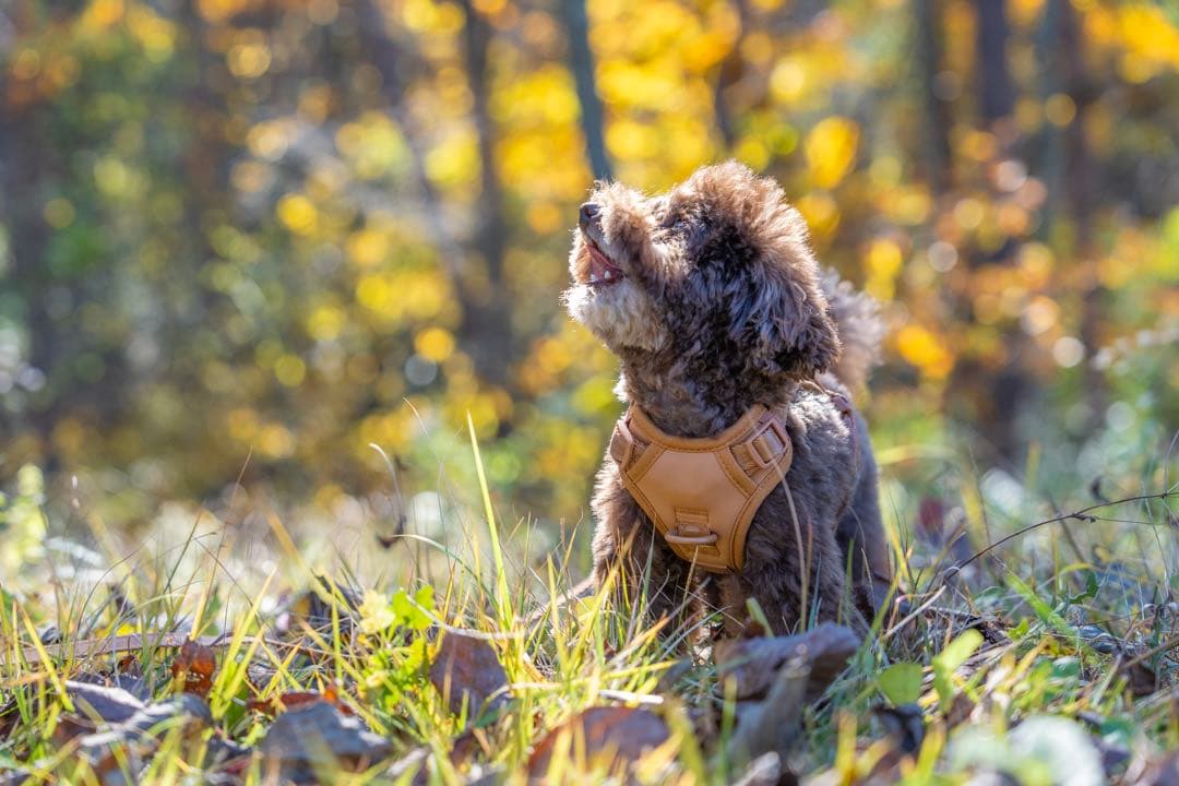 【新品】ハーネス/max-bone/キャメルSサイズ/ラグジュアリーブランド