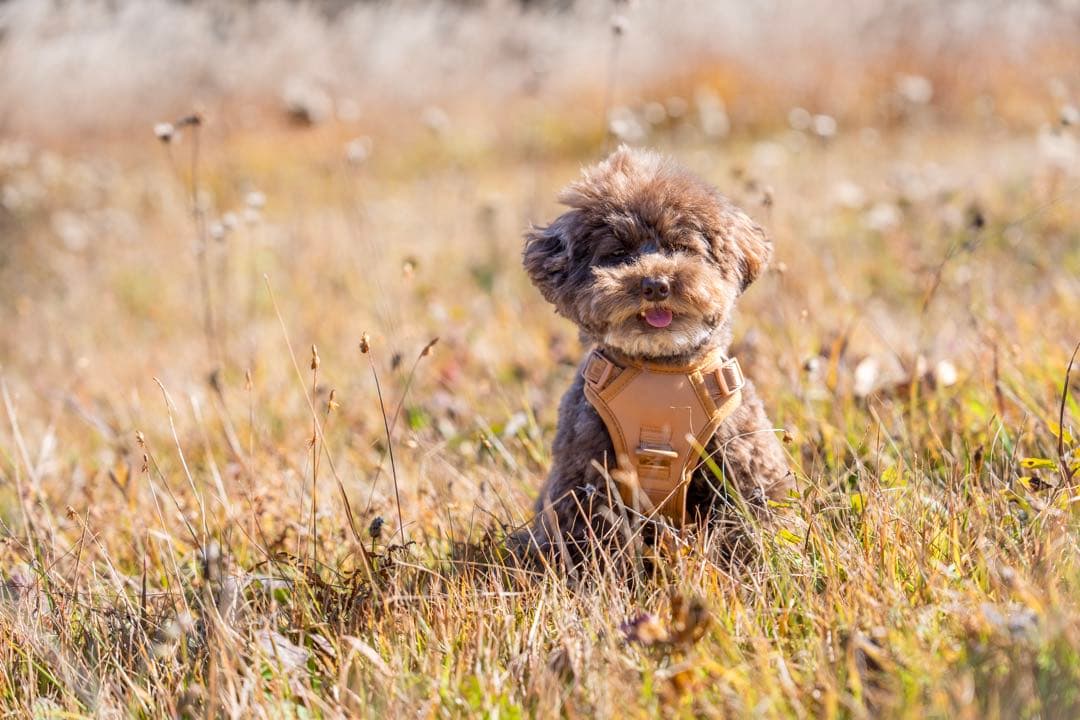 【新品】ハーネス/max-bone/キャメルSサイズ/ラグジュアリーブランド