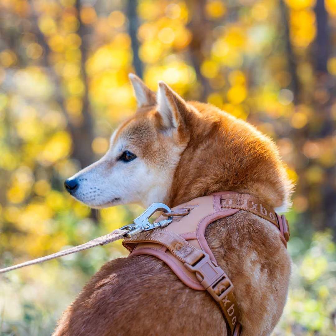 【新品】ハーネス/max-bone/キャメルSサイズ/ラグジュアリーブランド