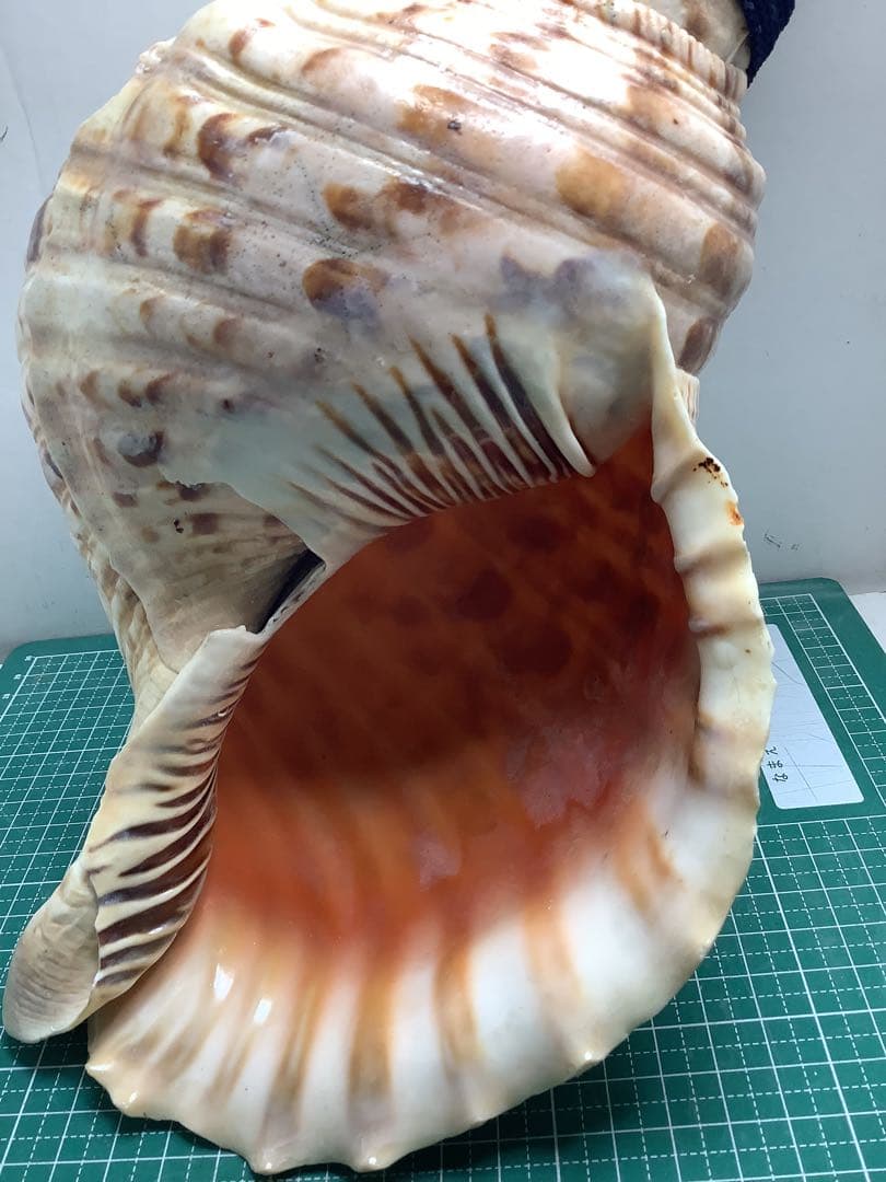 #00・法螺貝・山伏・修験者・金峯山・羽黒山・戦国武将・豊臣兄弟・縁起物・魔除