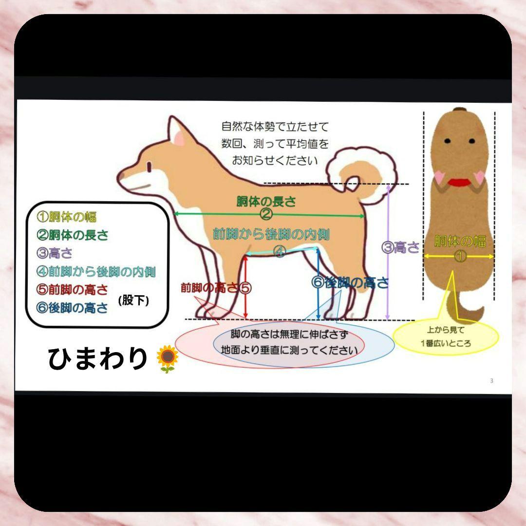 ワイヤーフォックステリア4輪　リハビリ　食事補助　介護用　犬の歩行器