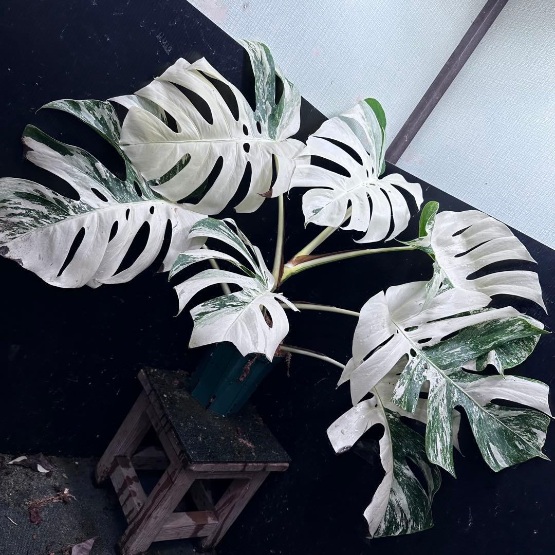 あ*き様 斑入りモンステラ ホワイトタイガー極美大株81cm白斑多レア