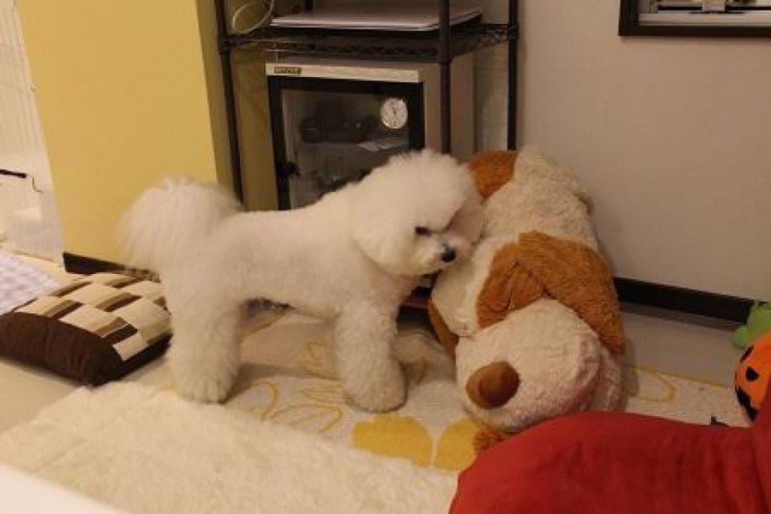 【新品未開封】ニトリぶち犬タロー大谷翔平さん愛用【残り2体匹】