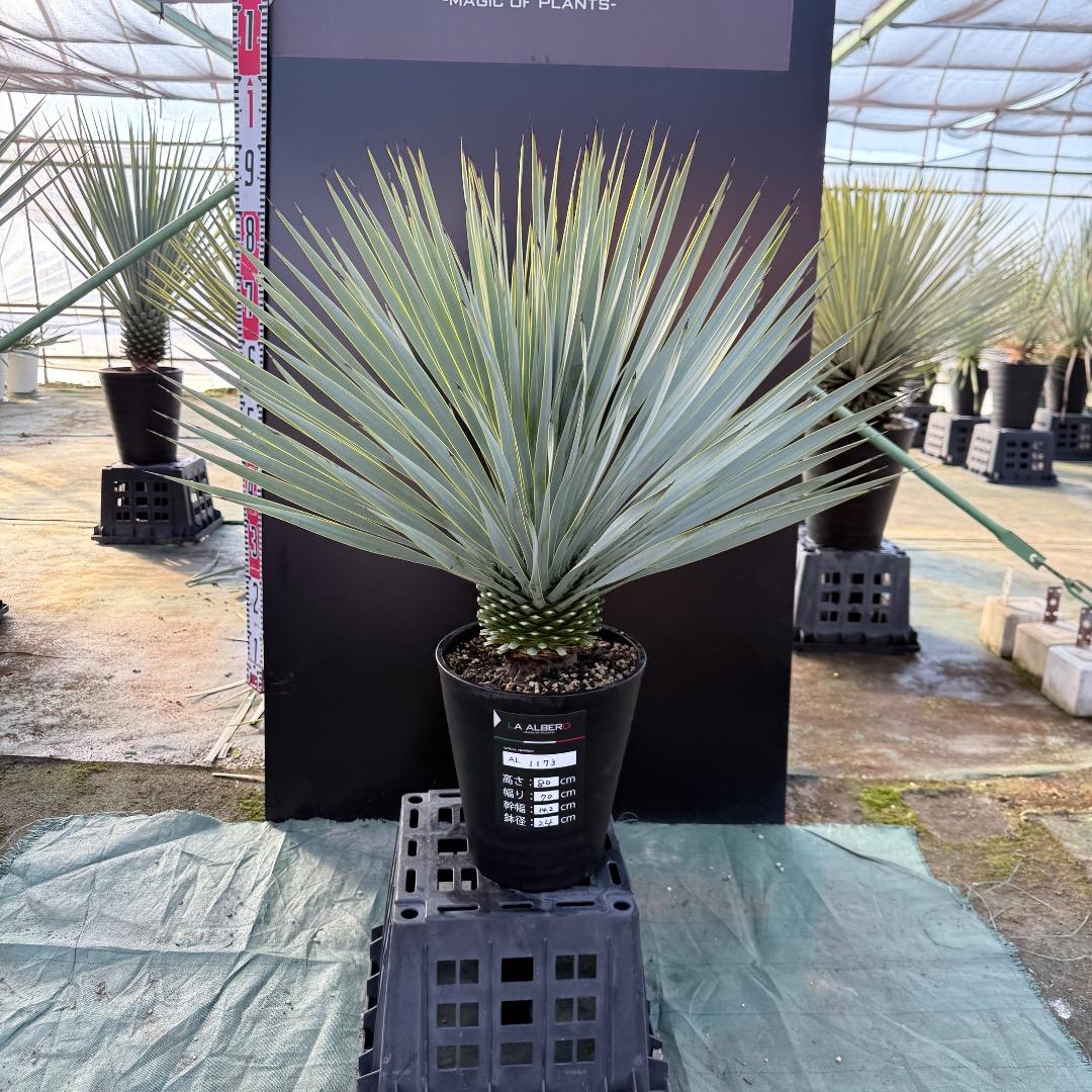 【AL1173】ユッカ　ロストラータ