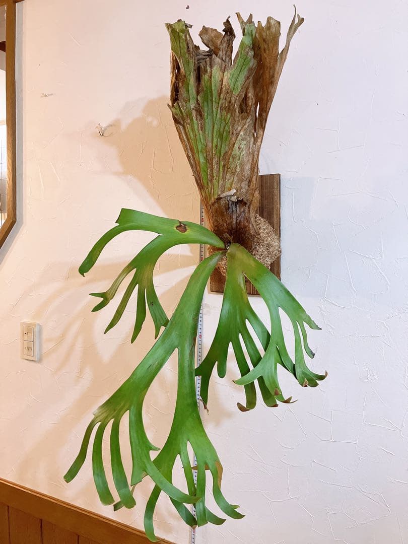 ゲリラ値下げ　ロール大株ビカクシダ　ウィリンキーwild'east java\"