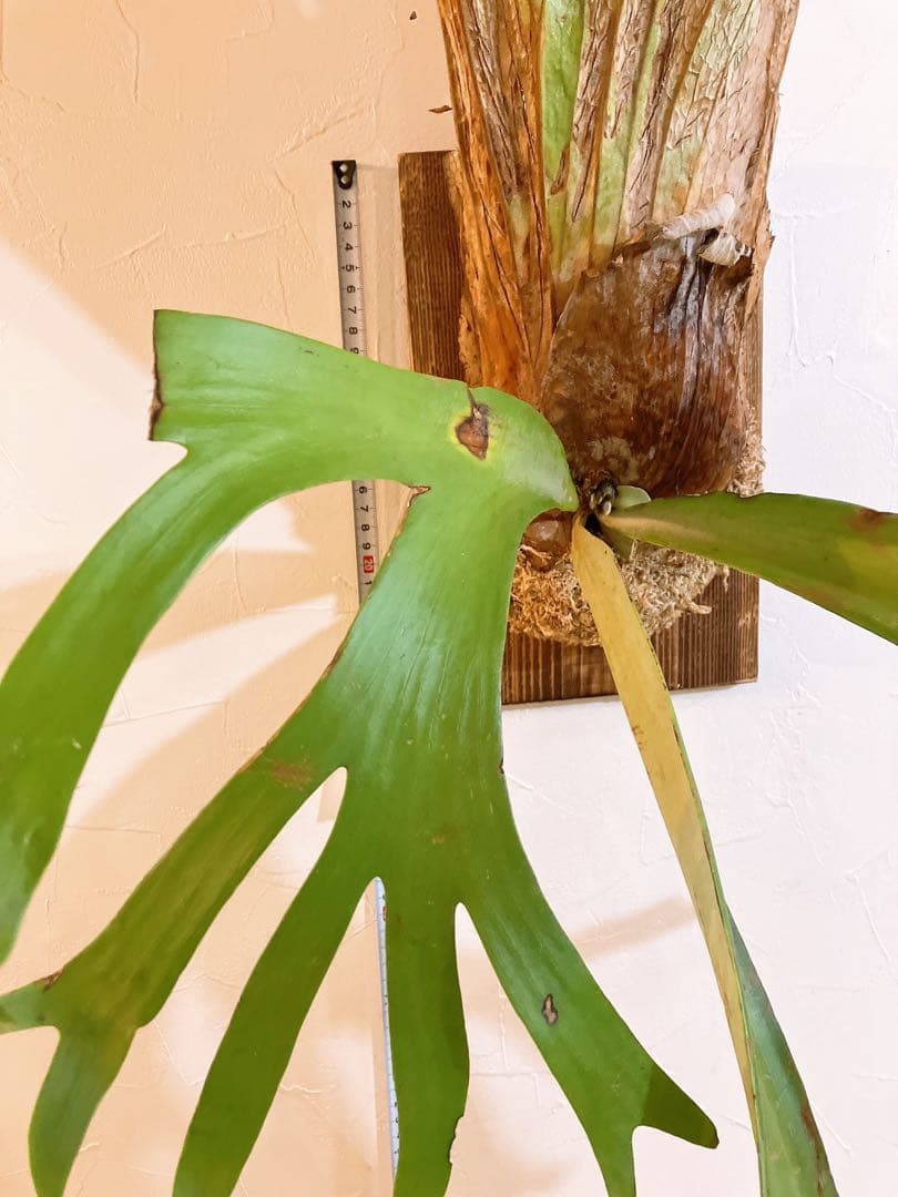 ゲリラ値下げ　ロール大株ビカクシダ　ウィリンキーwild'east java\"