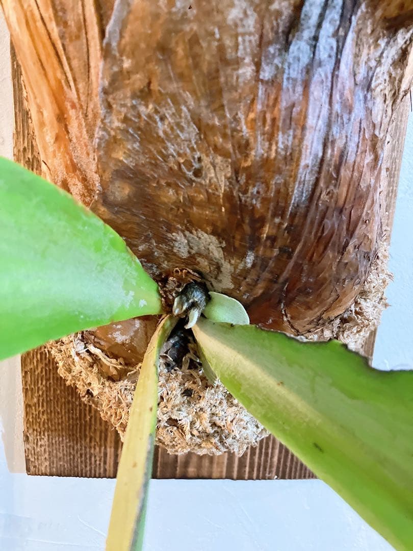 ゲリラ値下げ　ロール大株ビカクシダ　ウィリンキーwild'east java\"