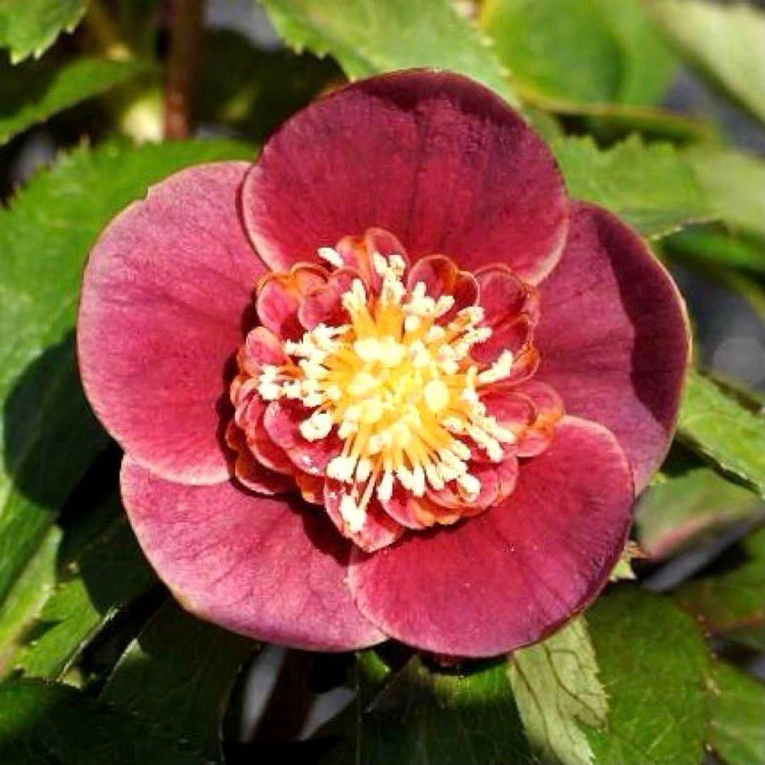 も*読様 3537☘️⭐️沢山⭐️蕾花付き☘️6号☘️極上☘️⭐️小輪⭐️ ハー