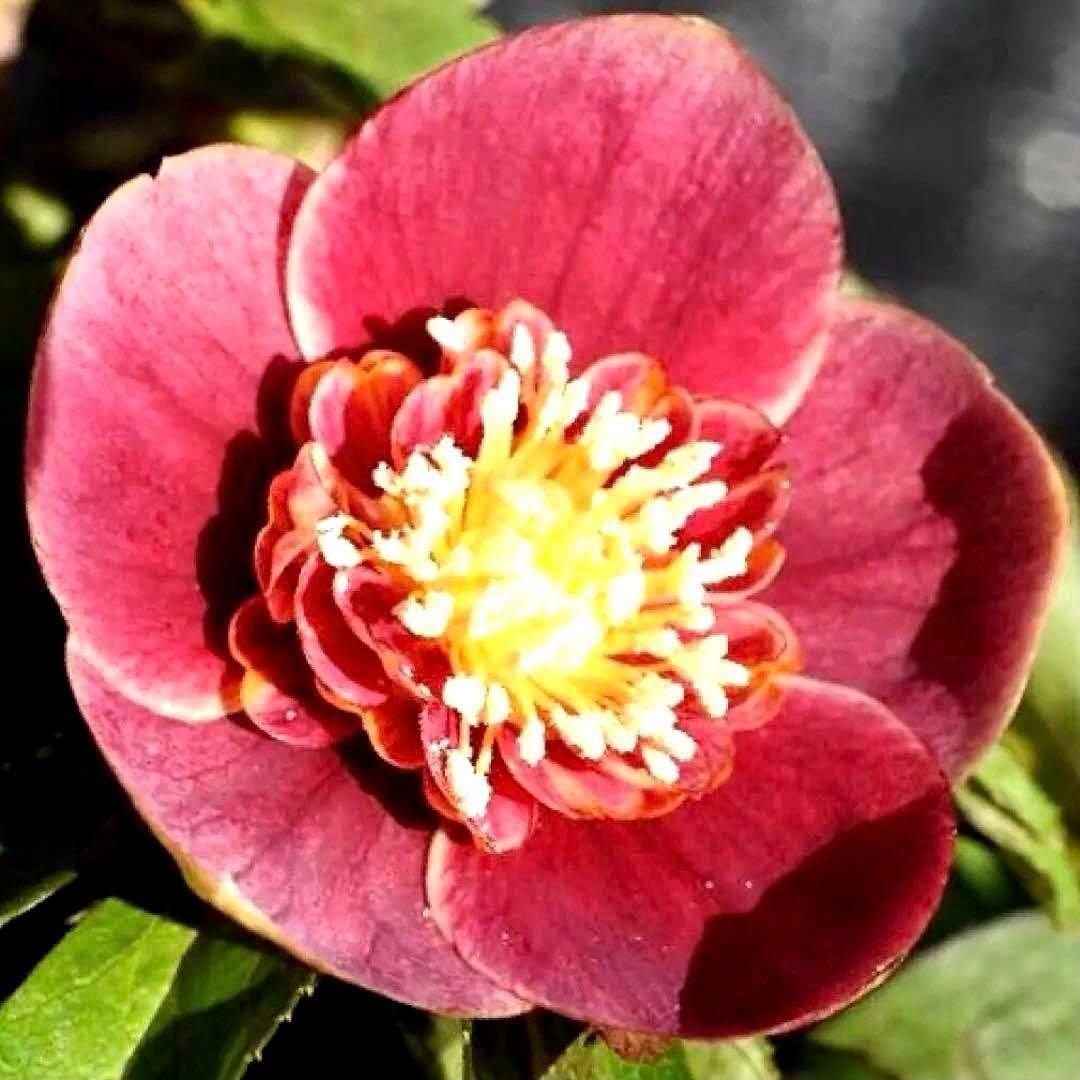 も*読様 3537☘️⭐️沢山⭐️蕾花付き☘️6号☘️極上☘️⭐️小輪⭐️ ハー