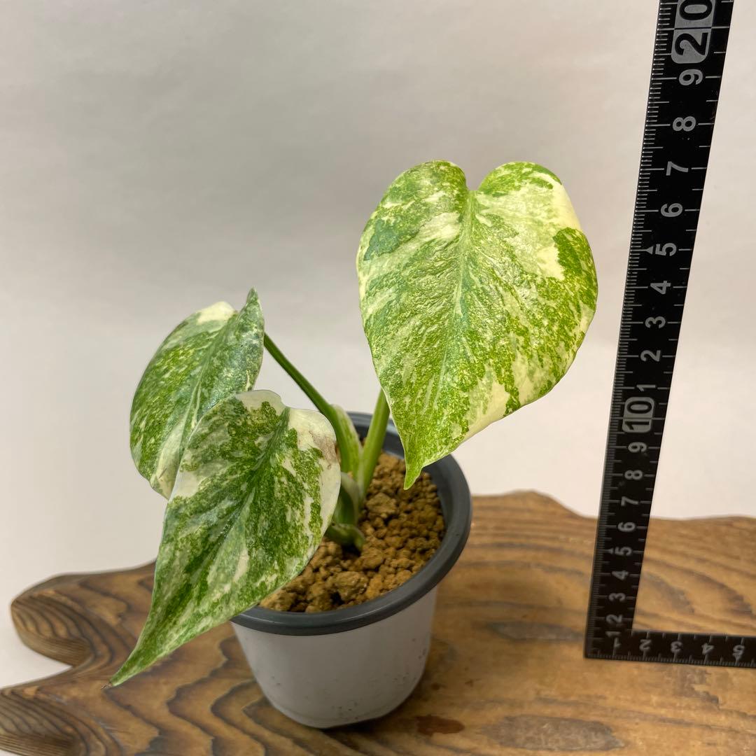 s*s様 L039モンステラ　デリシオーサ　レガシー　斑入り