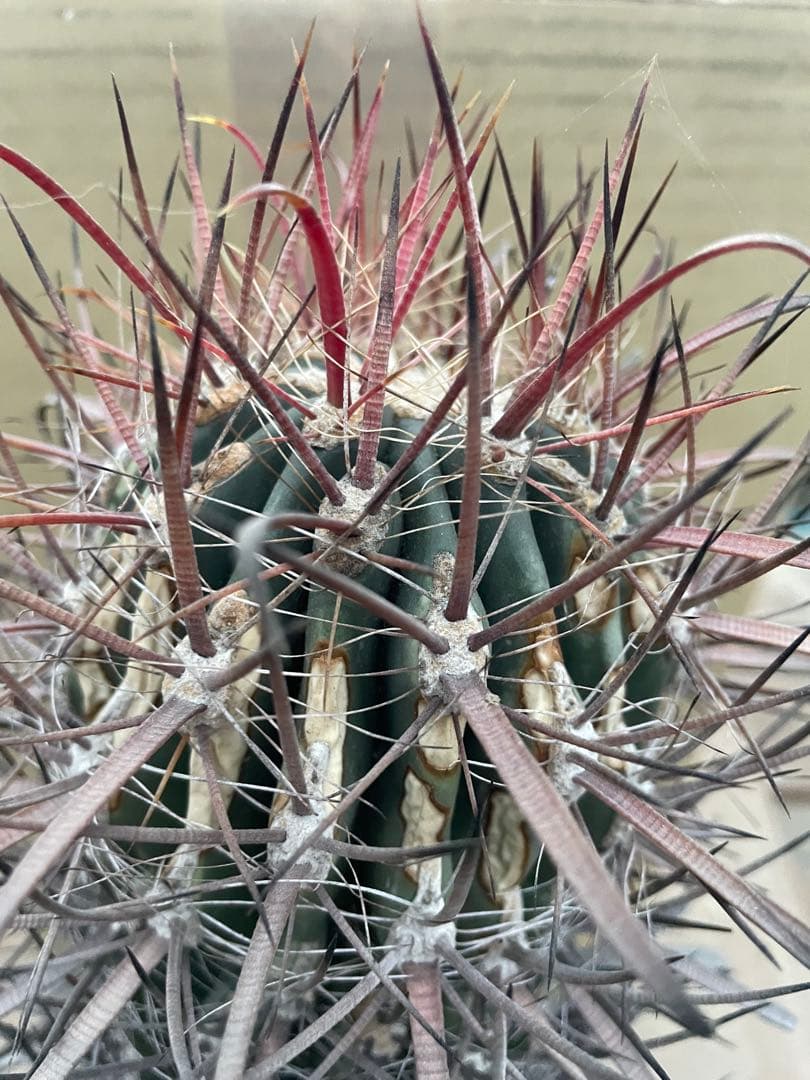 サボテン フェロカクタス 神仙玉 古株 大きめ 焼けあり