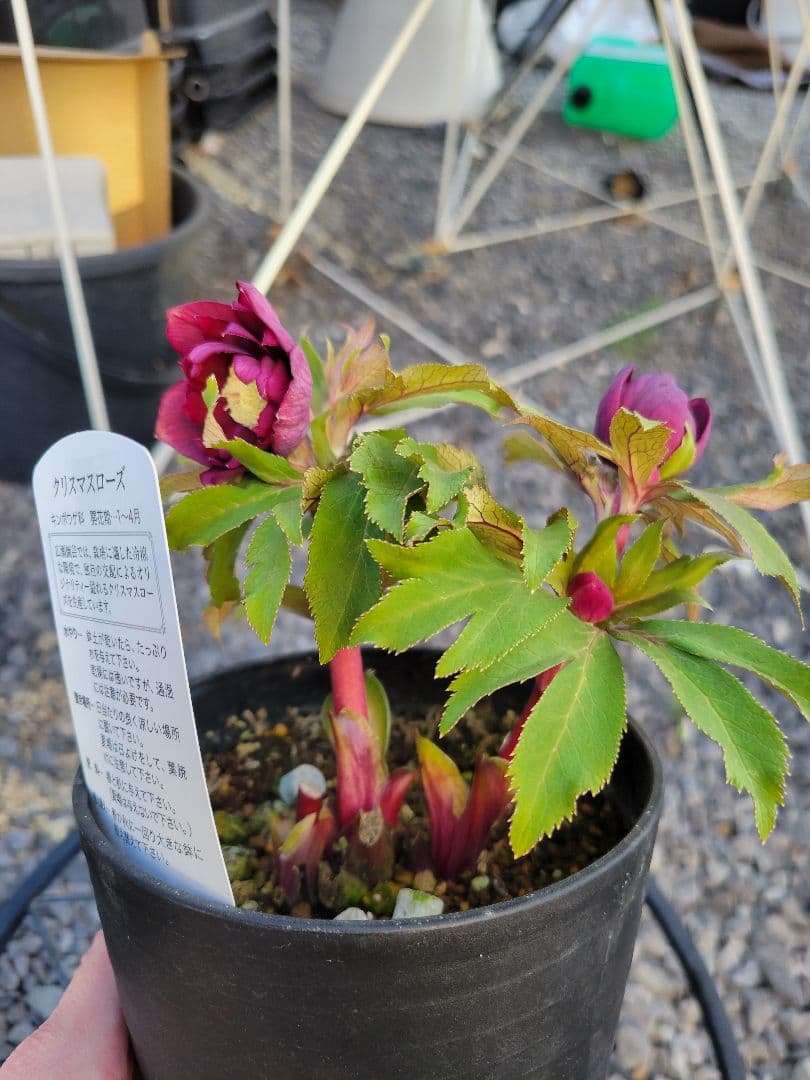 広瀬園芸　レッドダブル　クリスマスローズ