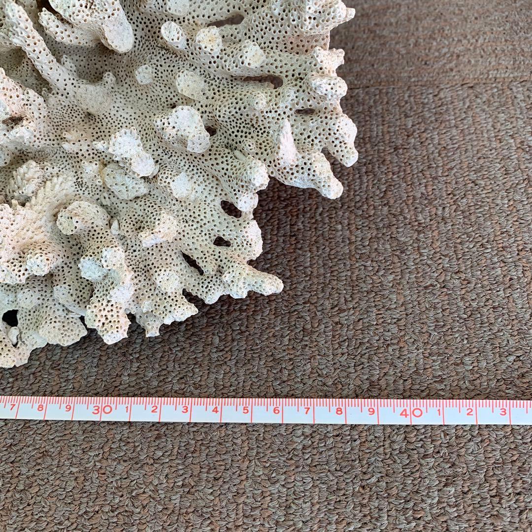 サンゴ ホワイト 約40センチ