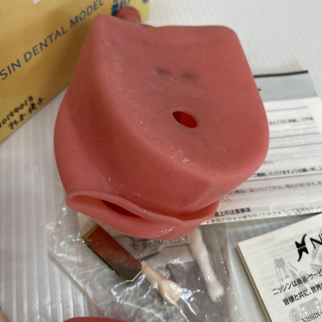 NISSIN ニッシン 顎模型