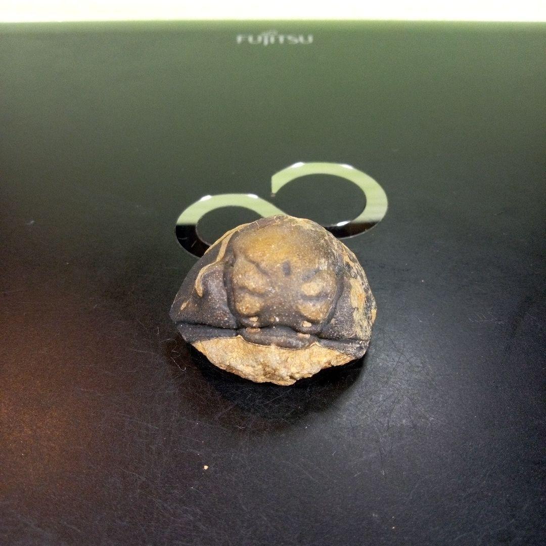 三葉虫　化石　fossil　ボリビア　trilobite　海生動物　三葉虫識別⑩